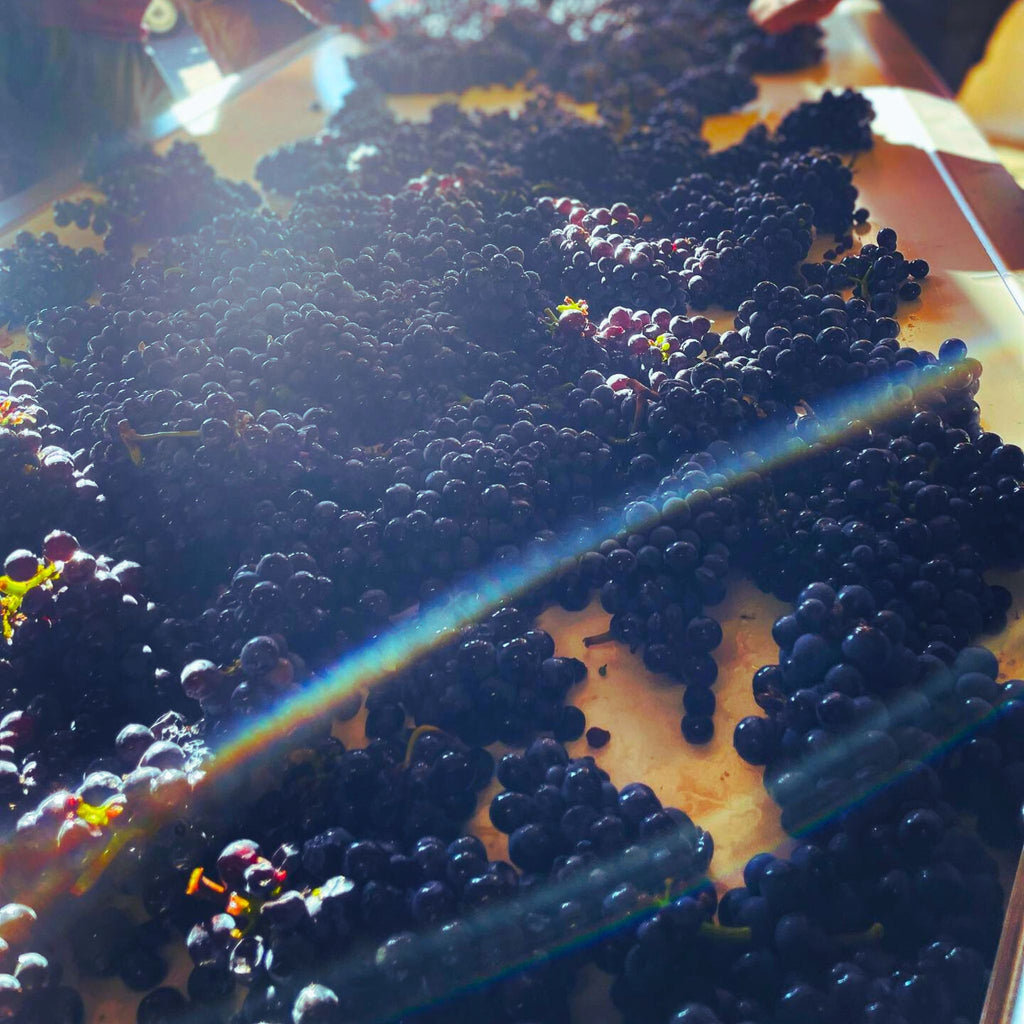 Domaine Paul Chavy Gevrey Chambertin 2022