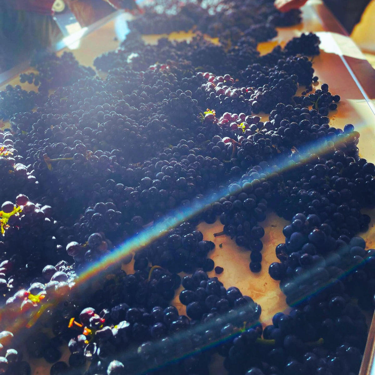Domaine Paul Chavy Gevrey Chambertin 2022