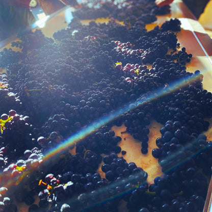 Domaine Paul Chavy Gevrey Chambertin 2022