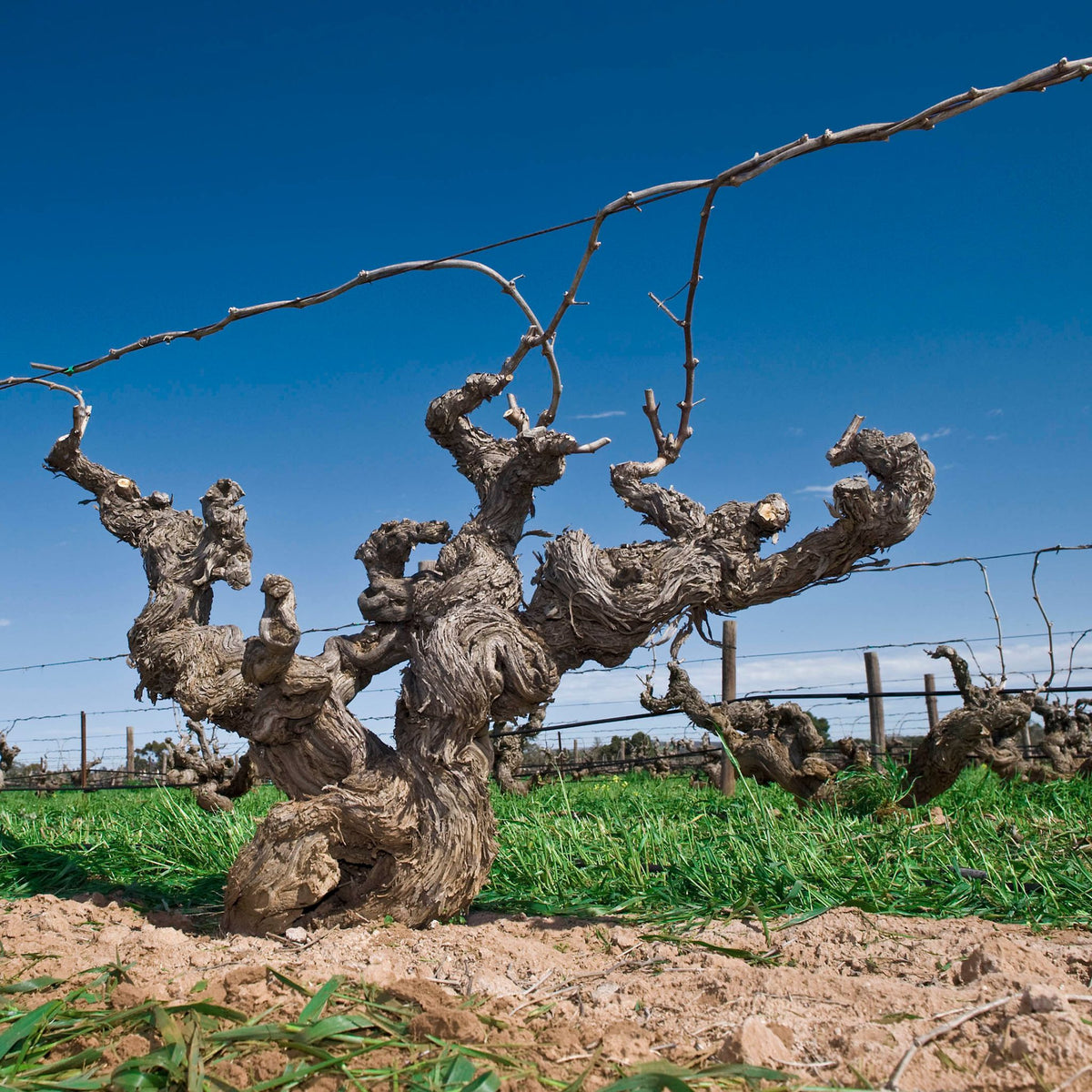 Ben Glaetzer Bishop Shiraz 2022