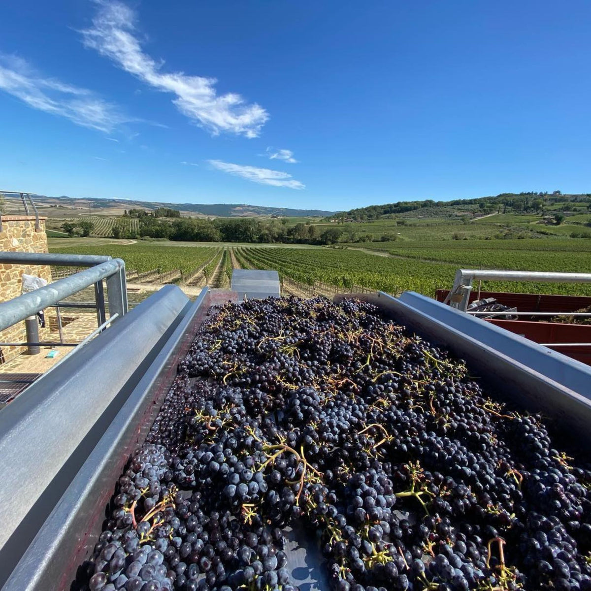 Canalicchio di Sopra Rosso di Montalcino 2022
