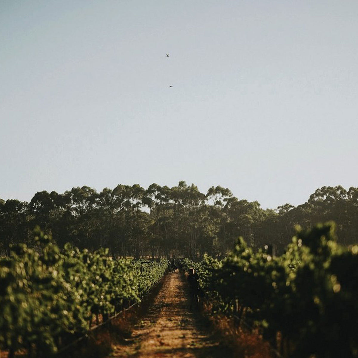 Vasse Felix Filius Chardonnay 2024