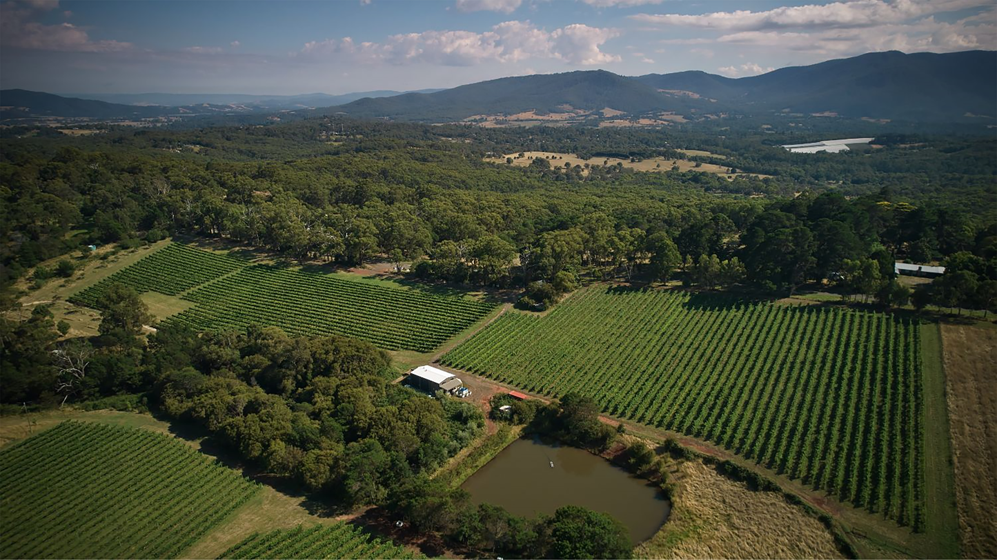 Giant Steps Primavera Vineyard Pinot Noir 2021