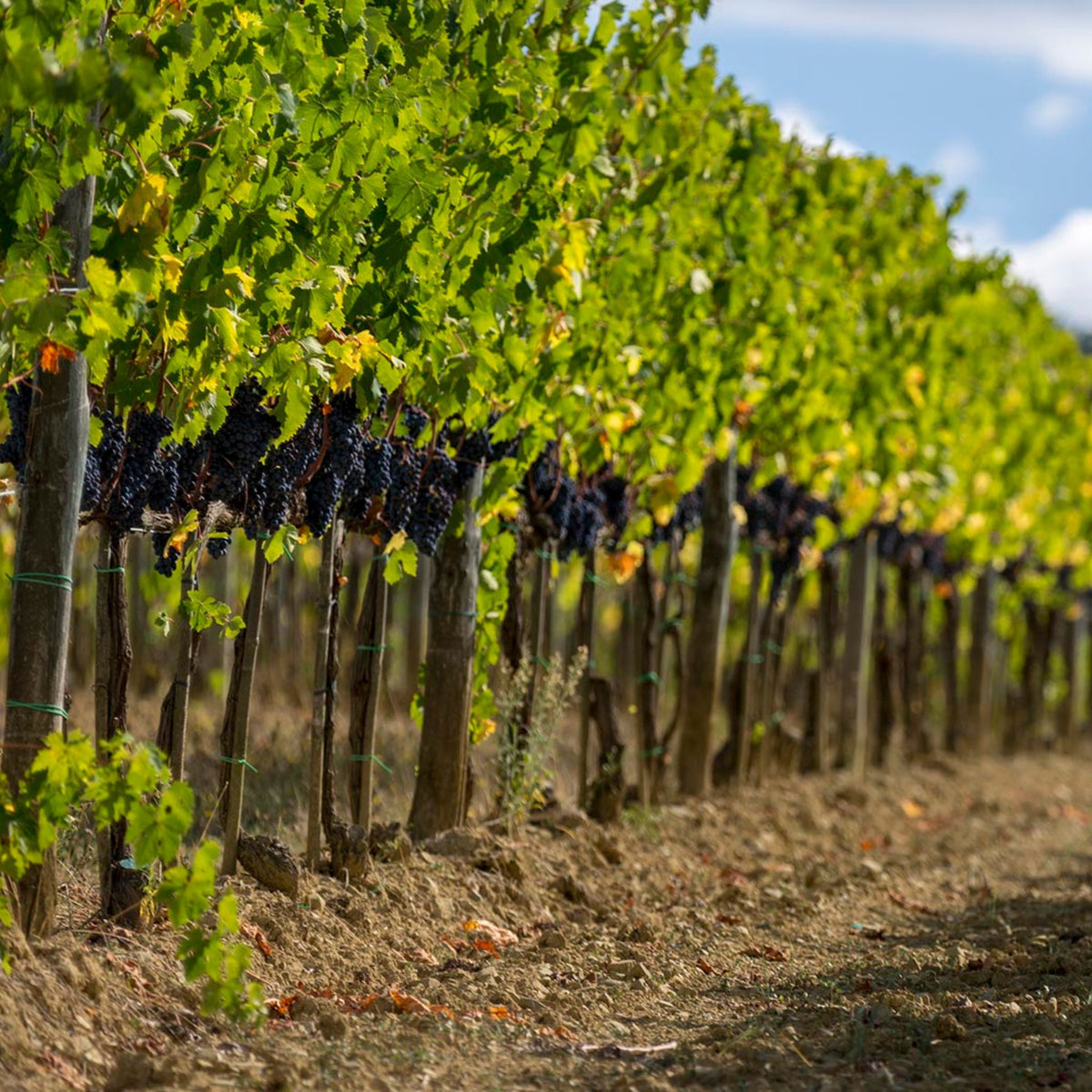 Canalicchio di Sopra Rosso di Montalcino 2022