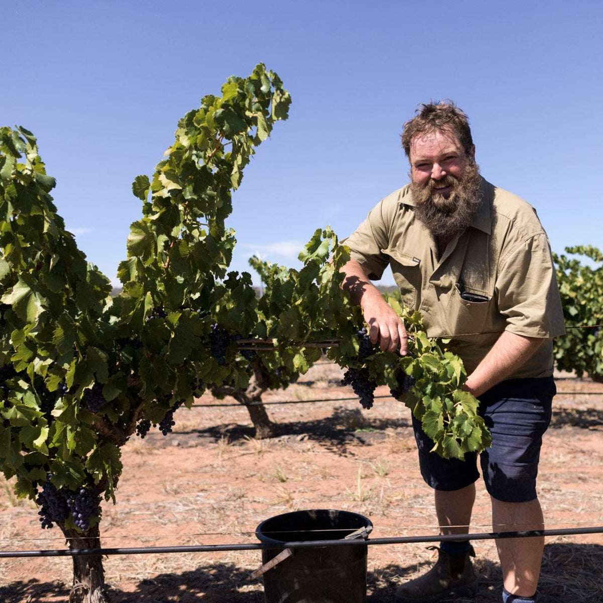 Ben Glaetzer Bishop Shiraz 2022