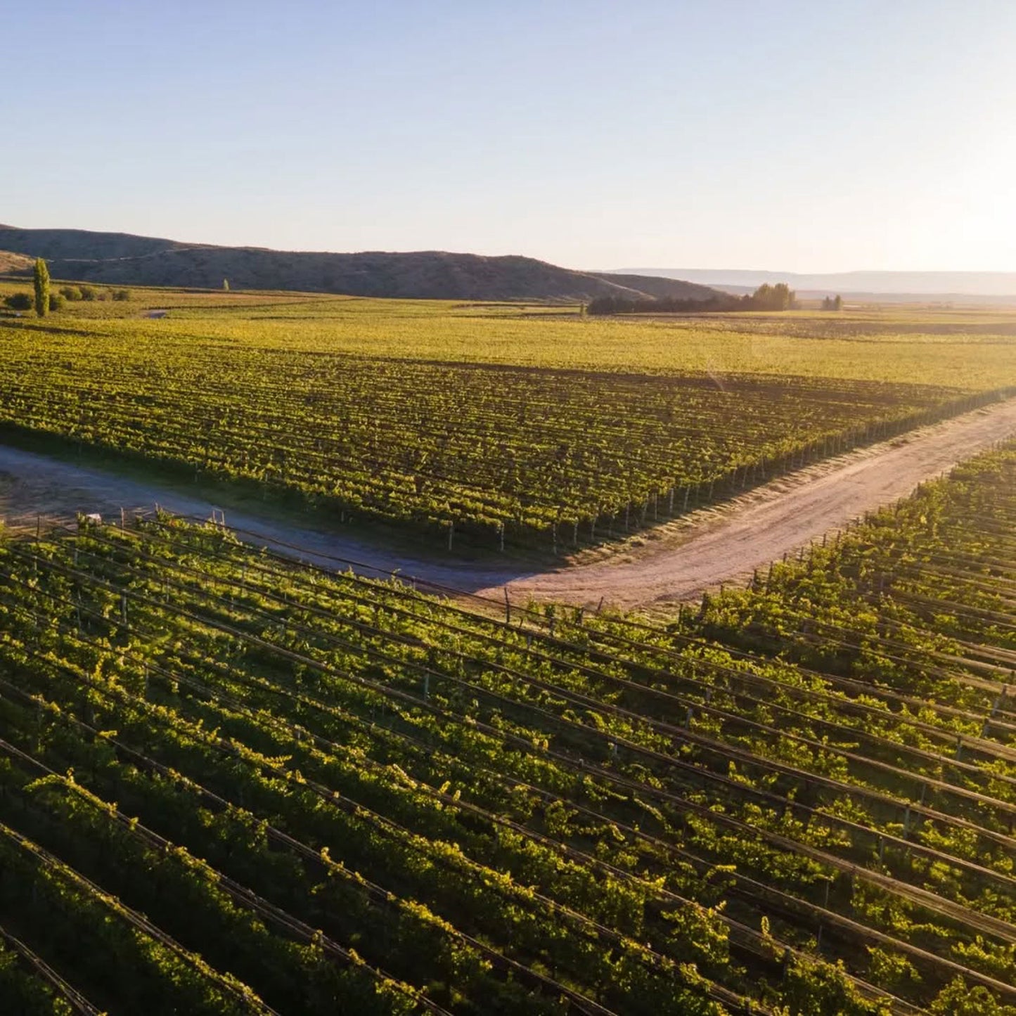Catena Zapata Adrianna Vineyard White Stones Chardonnay 2021