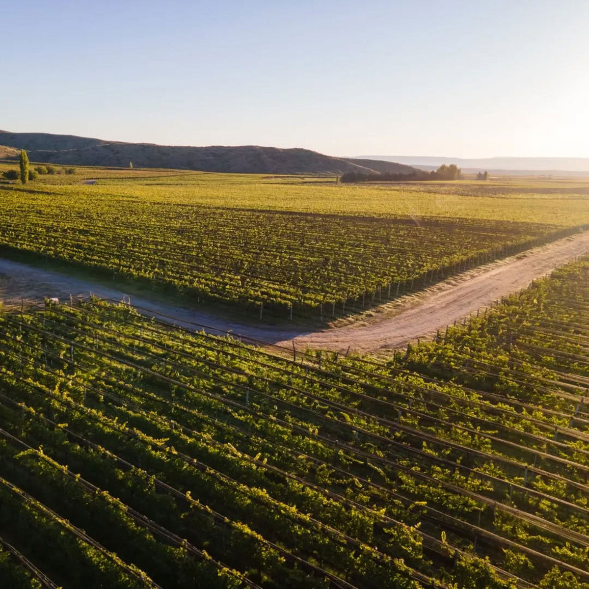 Catena Zapata Adrianna Vineyard White Stones Chardonnay 2021