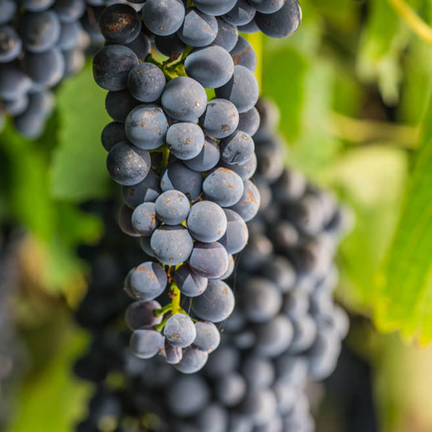 Farr Rising Geelong Pinot Noir 2023
