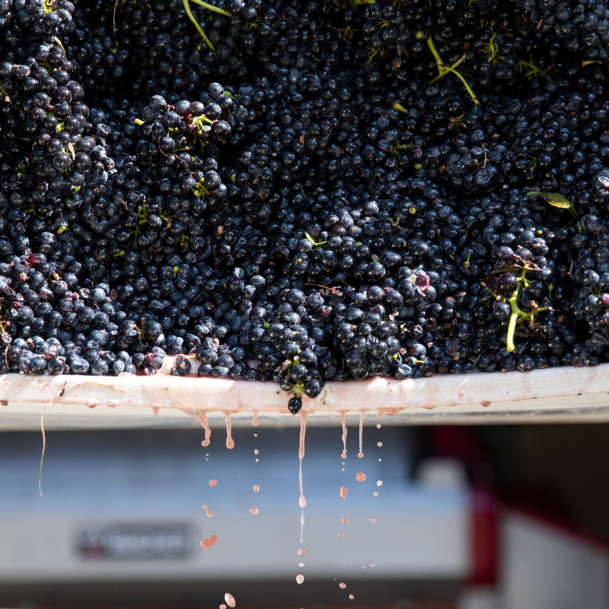 Thomas Wines DJV Shiraz Pinot Noir 2023