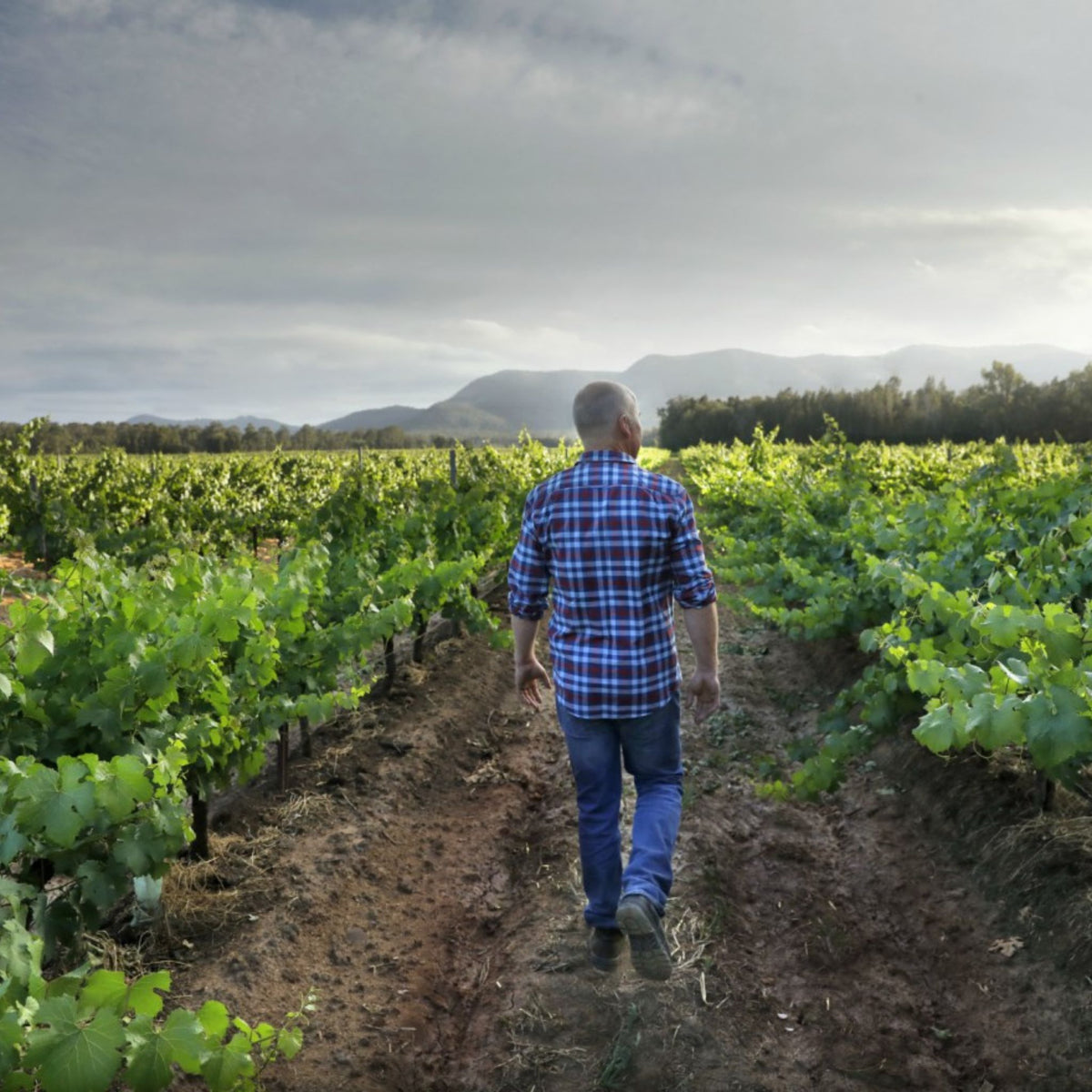 Thomas Wines DJV Shiraz Pinot Noir 2023