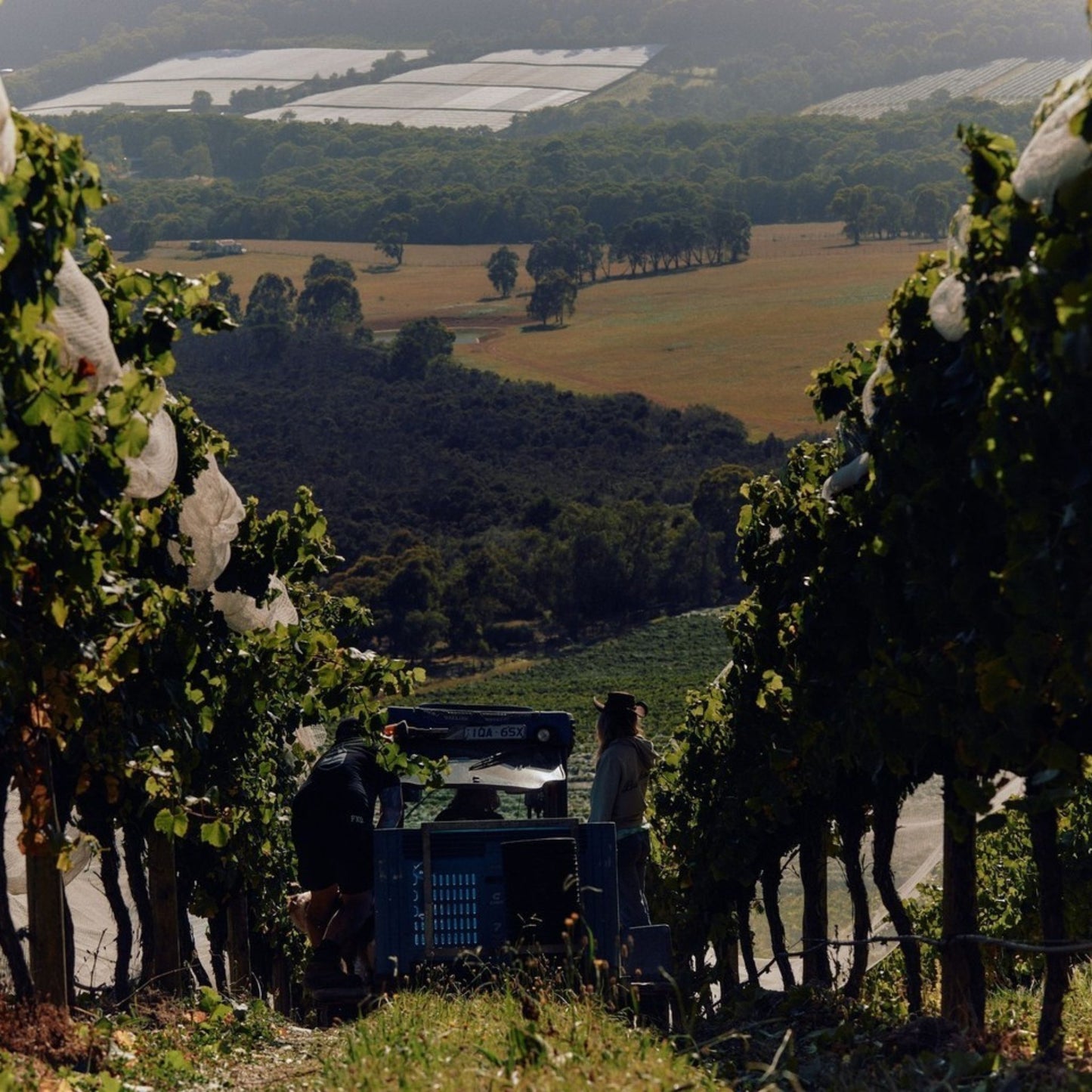 Giant Steps Primavera Vineyard Pinot Noir 2023