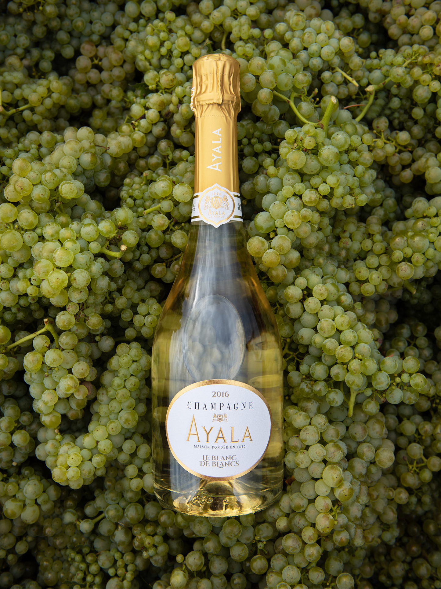 Ayala Le Blanc de Blanc 2016