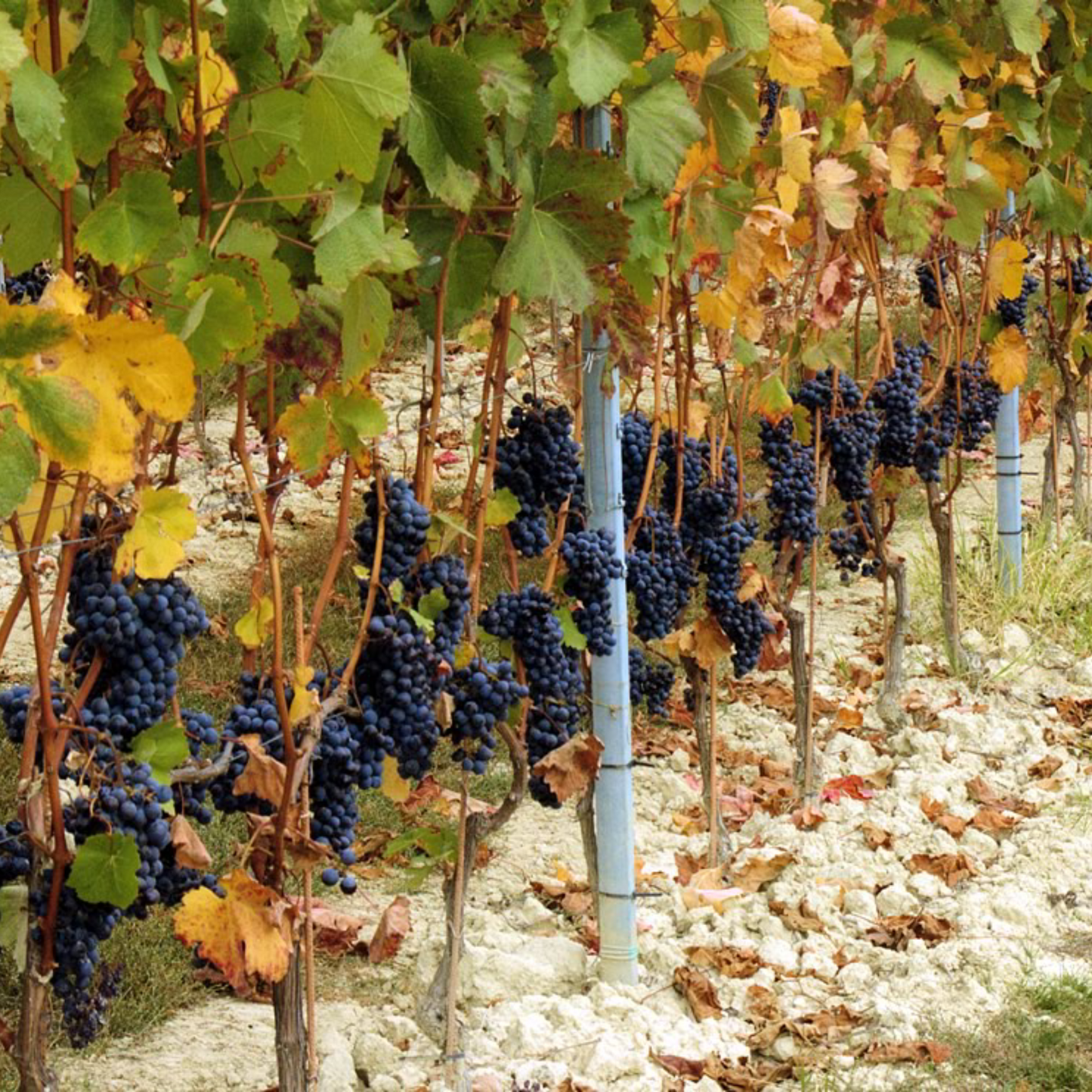 Pasquale Pelissero Simone Langhe Nebbiolo 2022