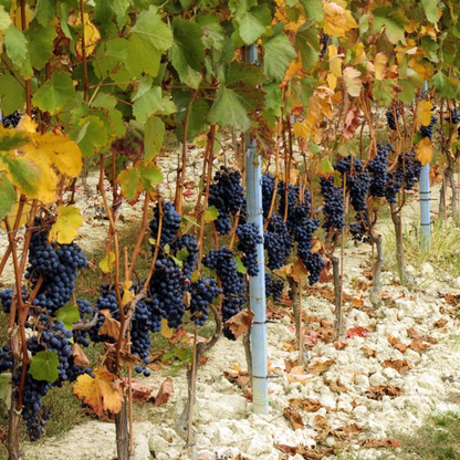 Pasquale Pelissero Simone Langhe Nebbiolo 2022