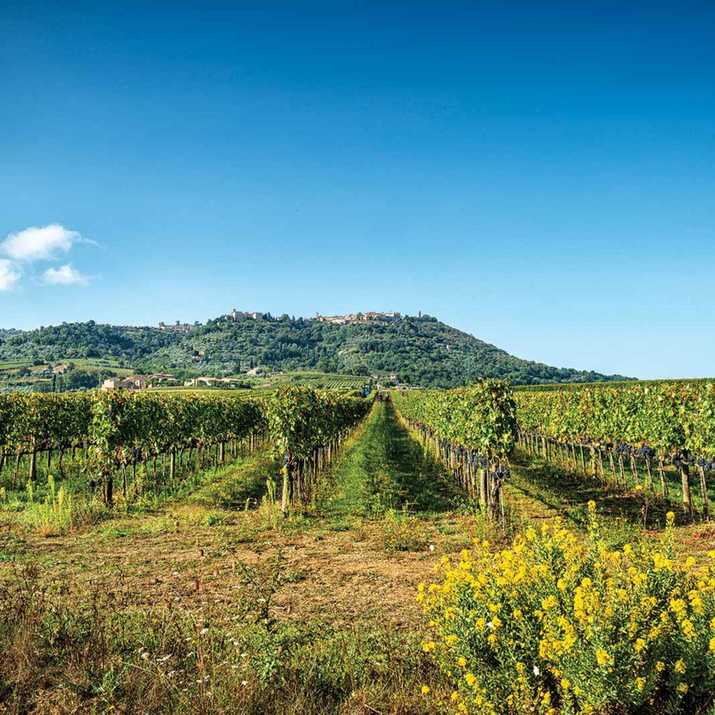 Canalicchio di Sopra Rosso di Montalcino 2022