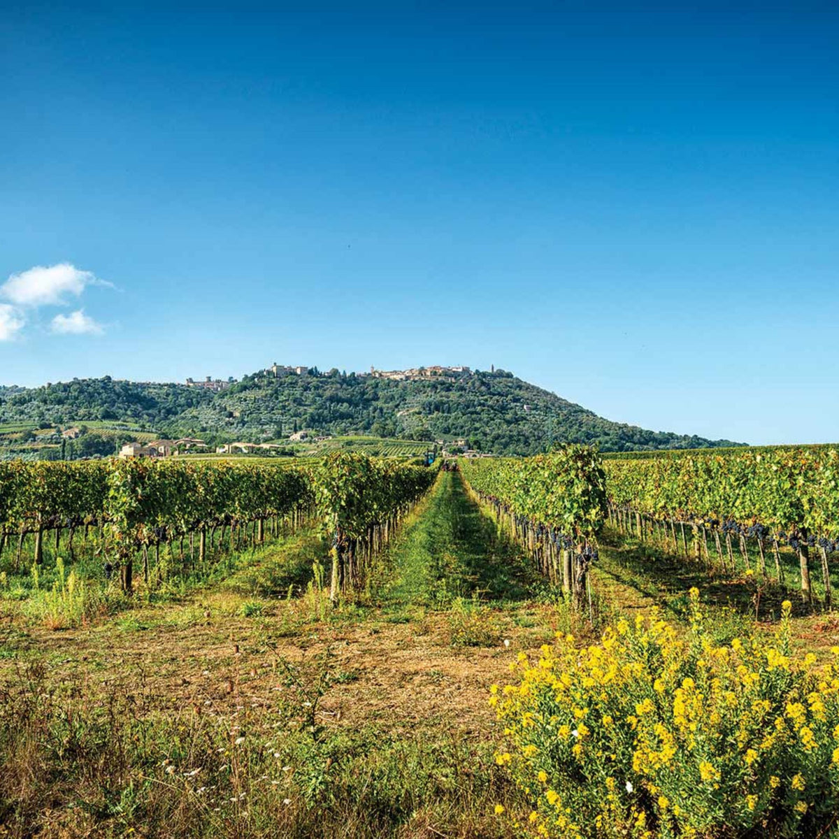 Canalicchio di Sopra Rosso di Montalcino 2022
