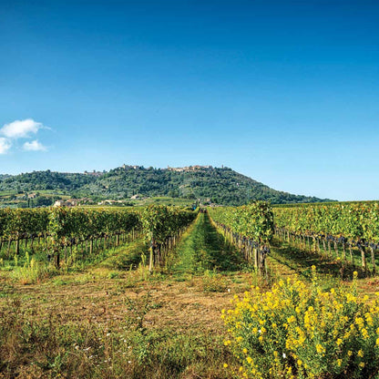 Canalicchio di Sopra Rosso di Montalcino 2022