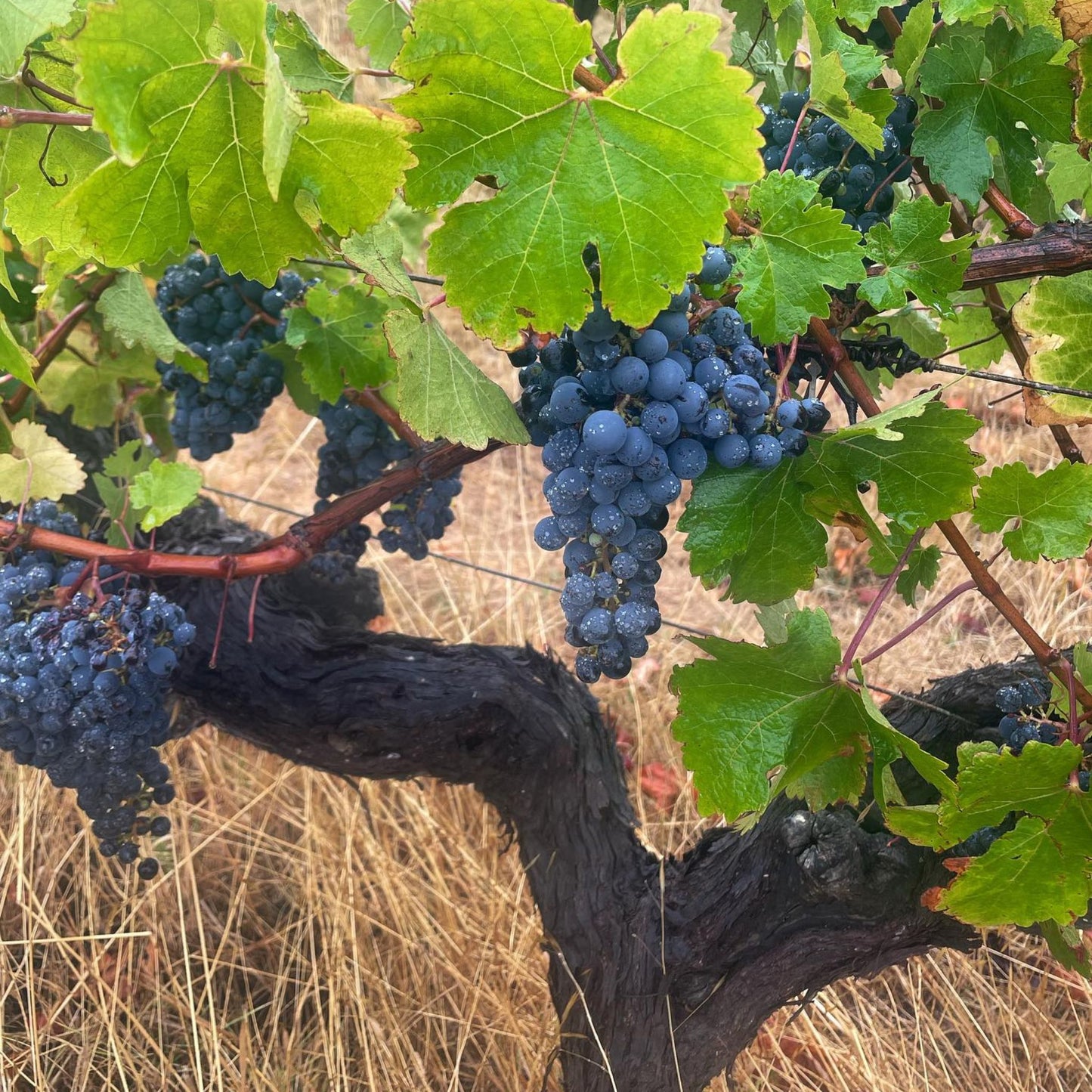 Leeuwin Art Series Cabernet Sauvignon 2021