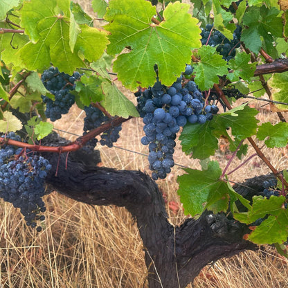 Leeuwin Art Series Cabernet Sauvignon 2021