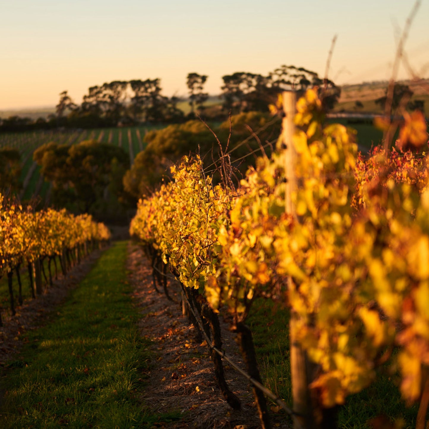Farr Rising Geelong Pinot Noir 2023