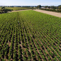 Bannockburn Riesling 2024