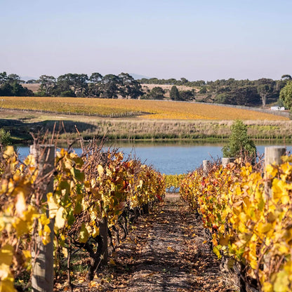 Bannockburn Shiraz 2020