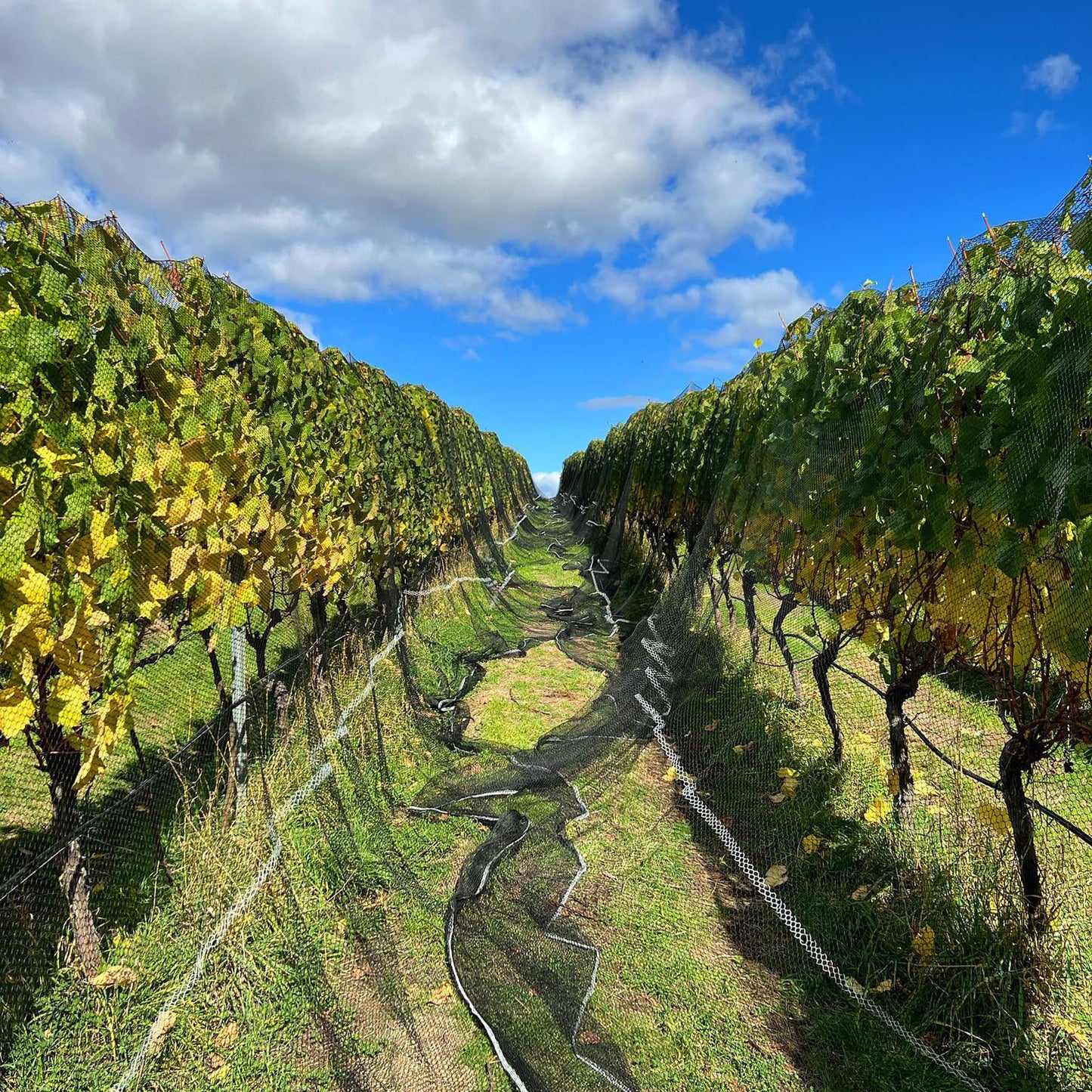 Chatto Killara Pinot Noir 2023