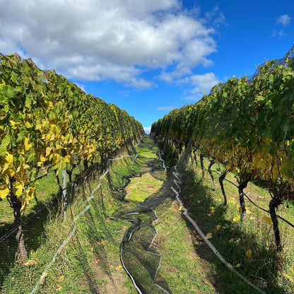 Chatto Killara Pinot Noir 2023