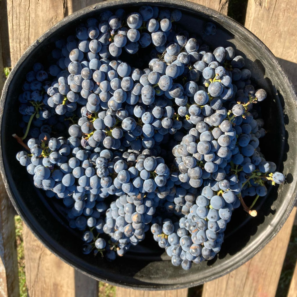 Yeringberg Cabernet Sauvignon 2019