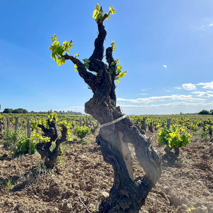 Domaine La Barroche Chateauneuf-du-Pape 2020
