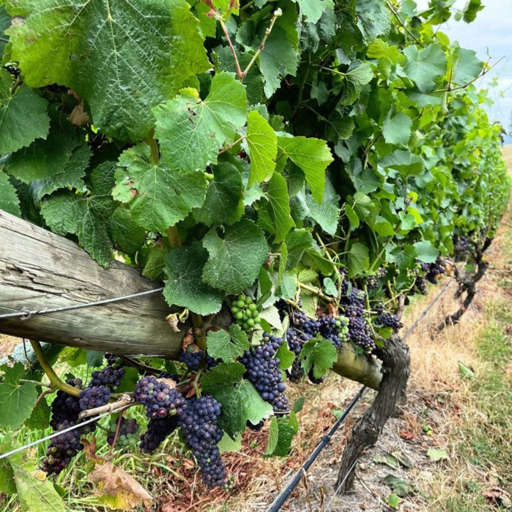 Giant Steps Yarra Valley Rose 2024