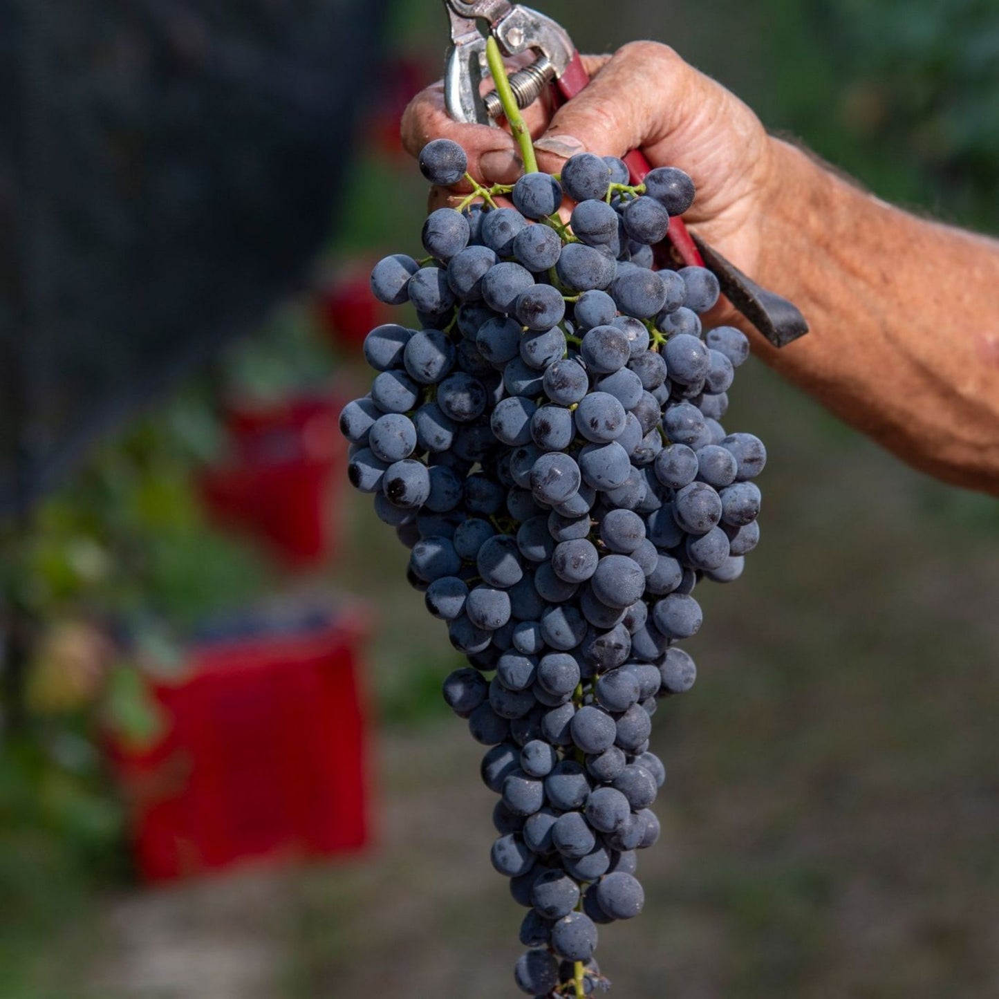 Massolino Barolo 2020
