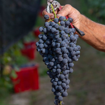 Massolino Barolo 2020