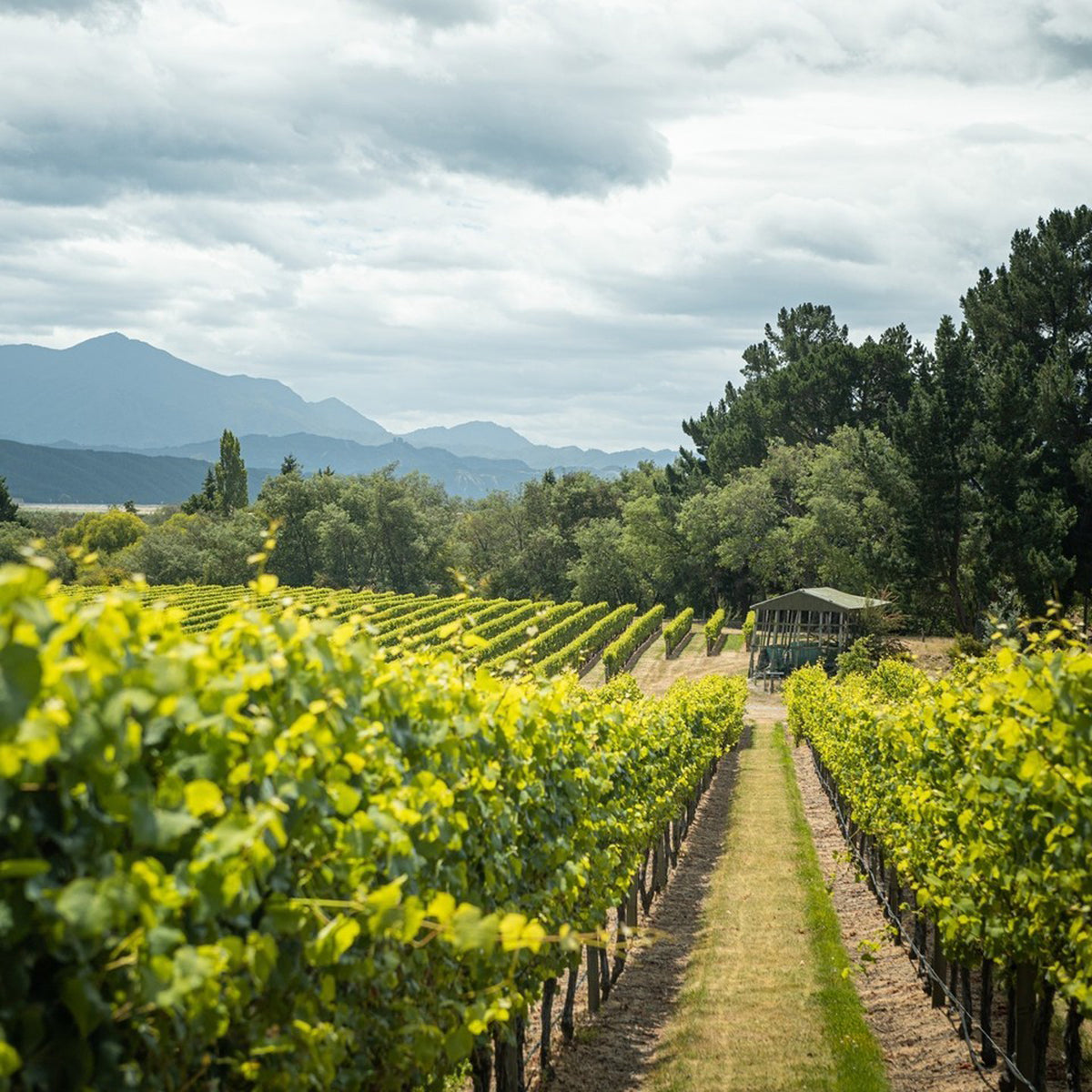 Catalina Sounds Chardonnay 2022