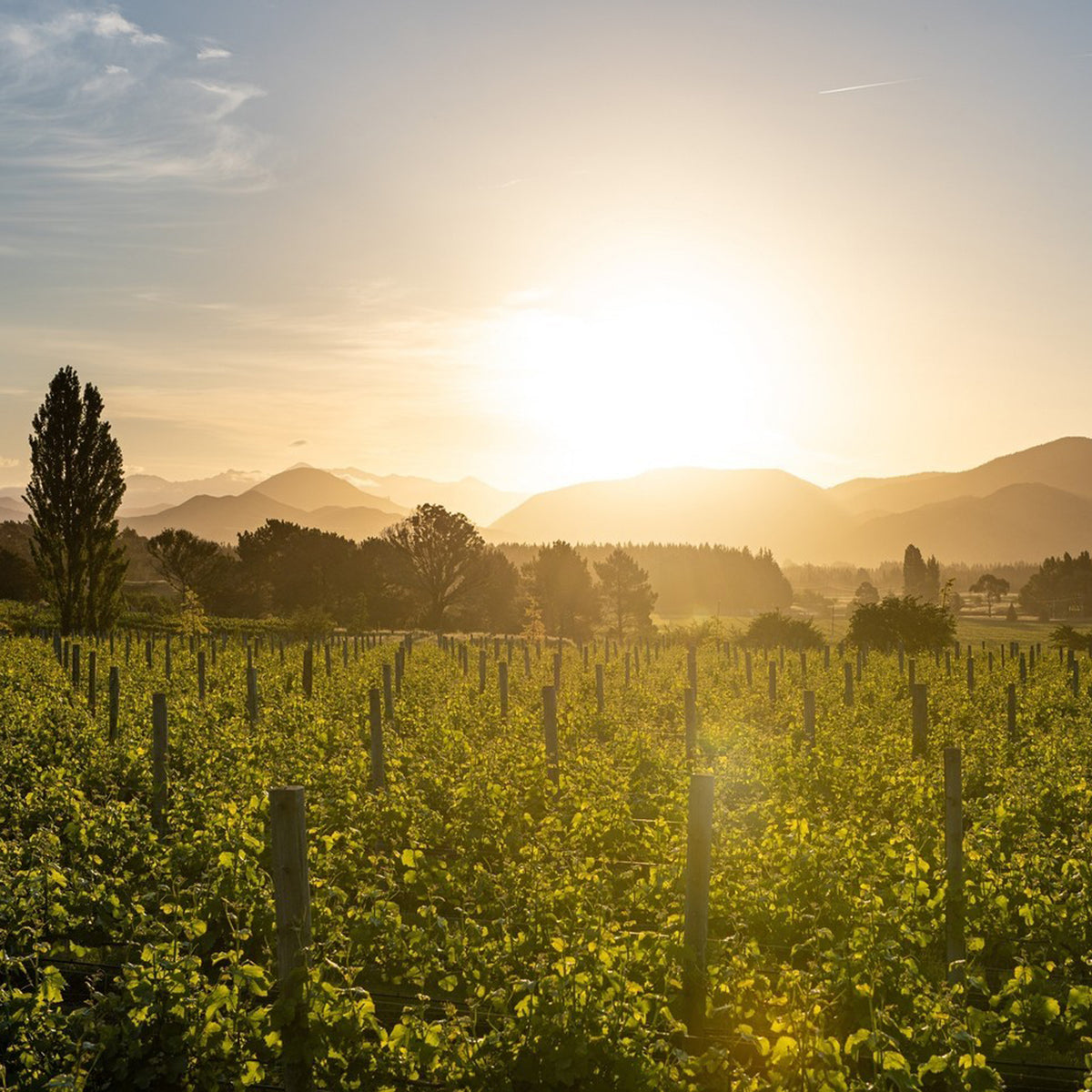 Catalina Sounds Chardonnay 2022