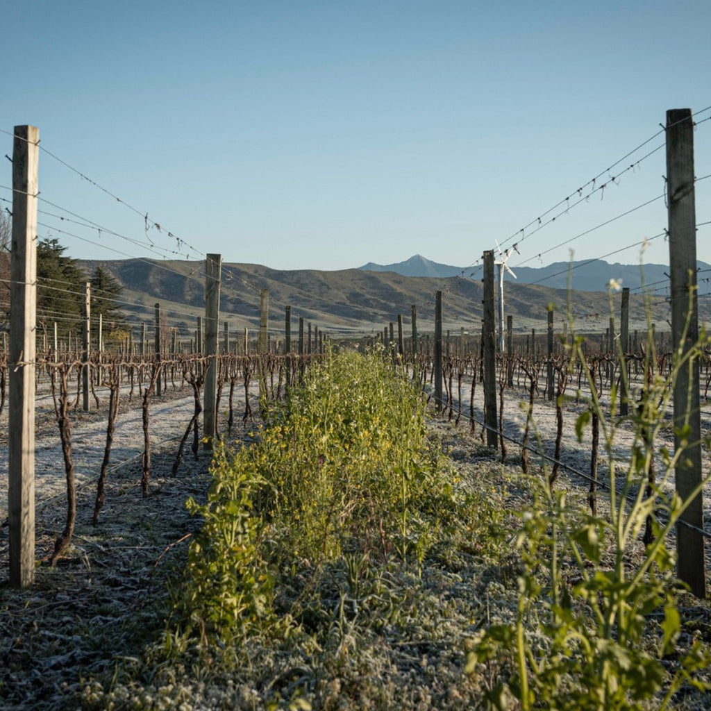 Catalina Sounds Sauvignon Blanc 2025