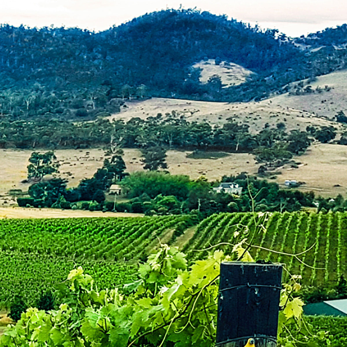 Clarence House Estate Reserve Chardonnay 2023