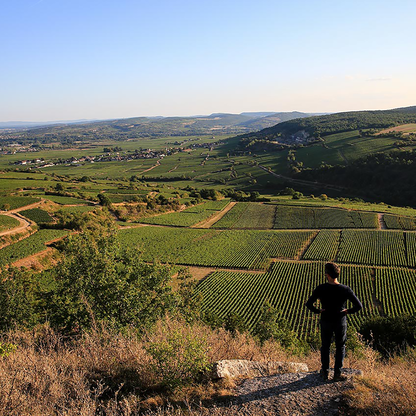 Domaine Roux Vougeot 1er Cru Les Petits Vougeots 2020