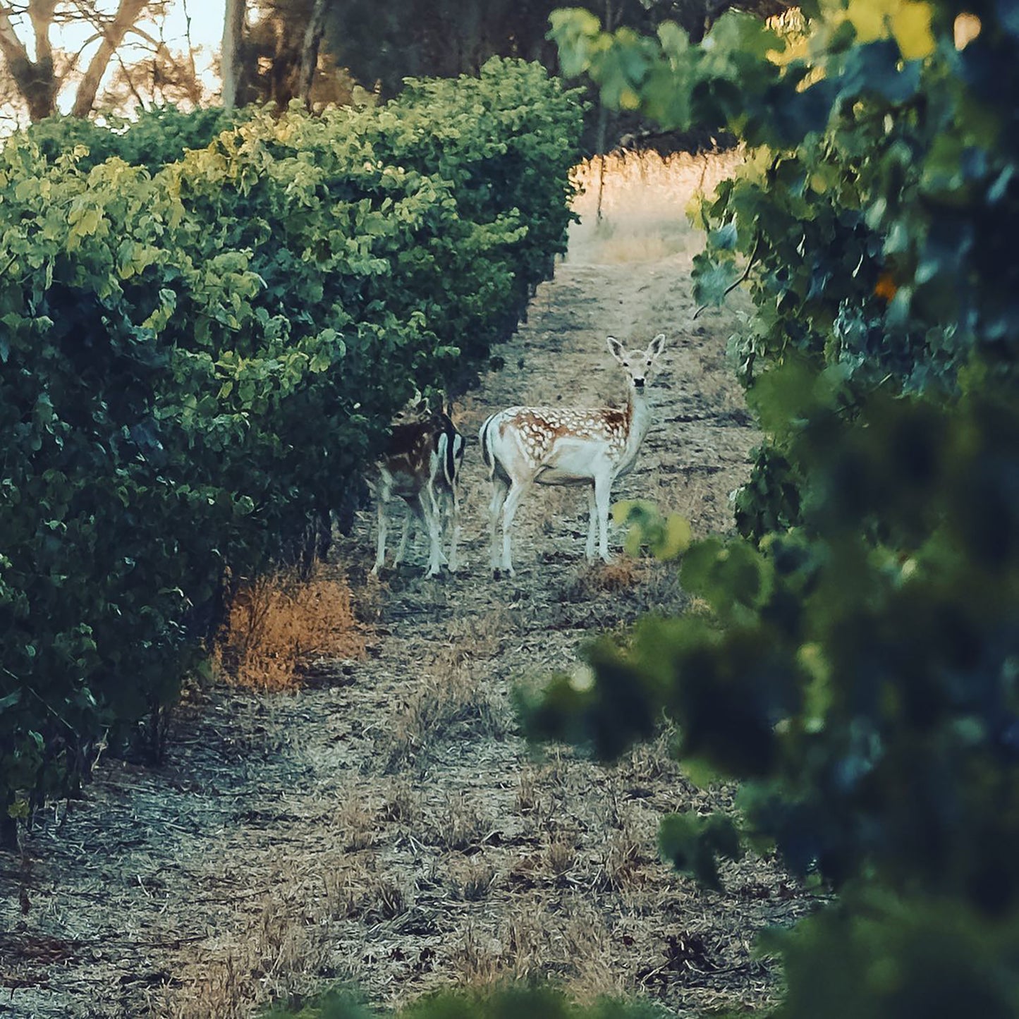 Jim Barry The Armagh Shiraz 2019