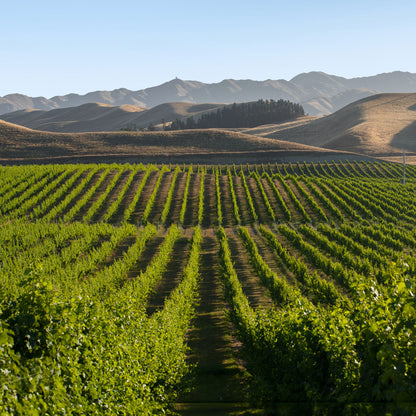 Villa Maria Keltern Chardonnay 2022