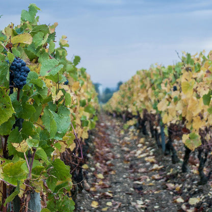 Domaine des Hâtes Pierrick Laroche Chablis 1er Cru Vau de Vey 2022
