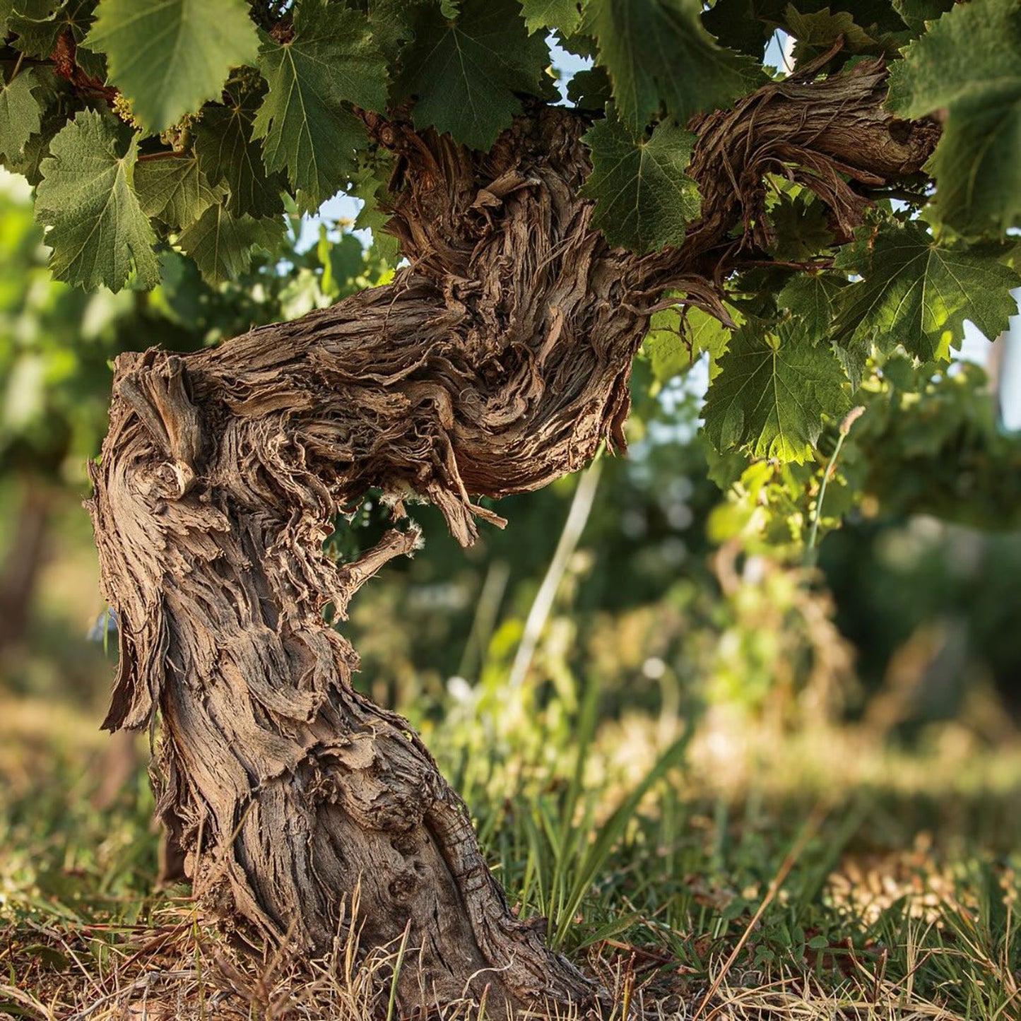 Catena Zapata Adrianna Vineyard White Stones Chardonnay 2021