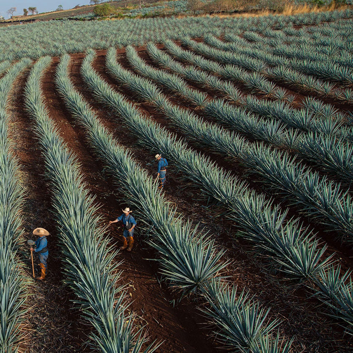 Don Julio 1942 Añejo Tequila 750ml