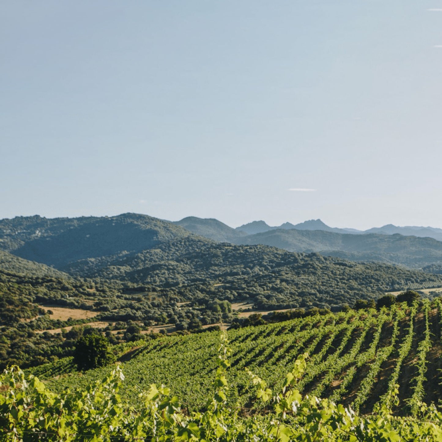 Domaine Charvin Châteauneuf-du-Pape 2021