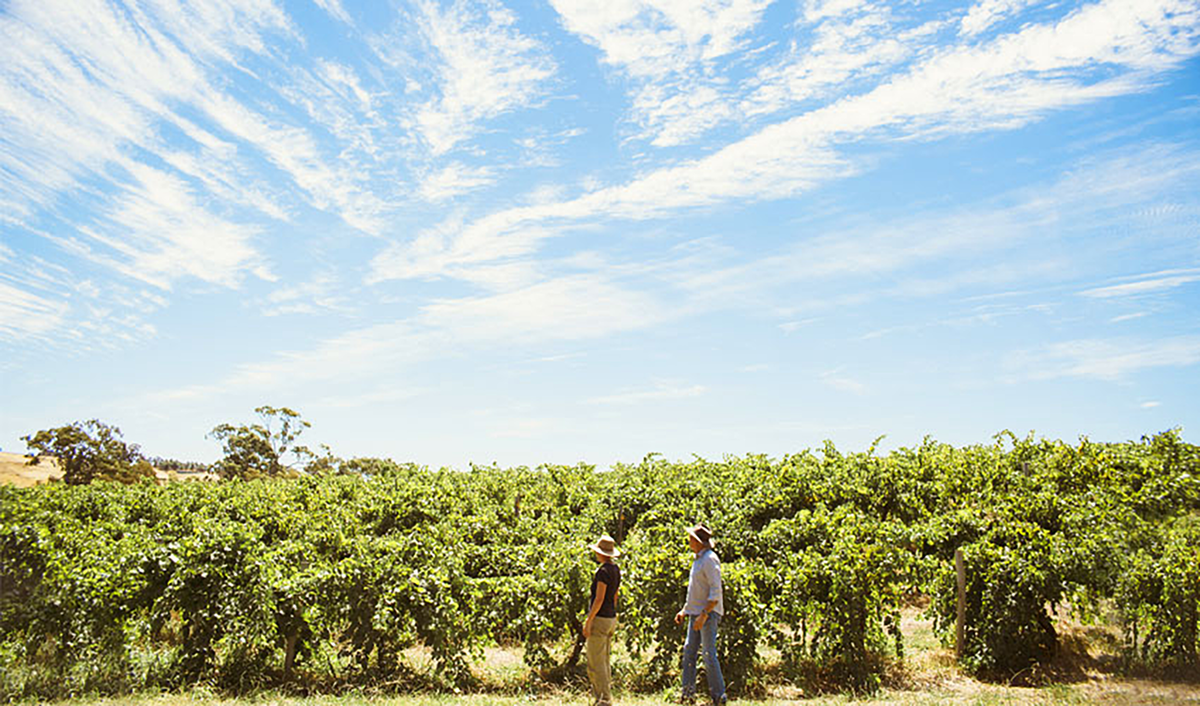 Pooley Pinot Grigio 2024