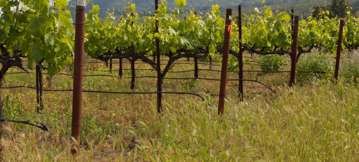 Tiberio Montepulciano d'Abruzzo Colle Vota 2019