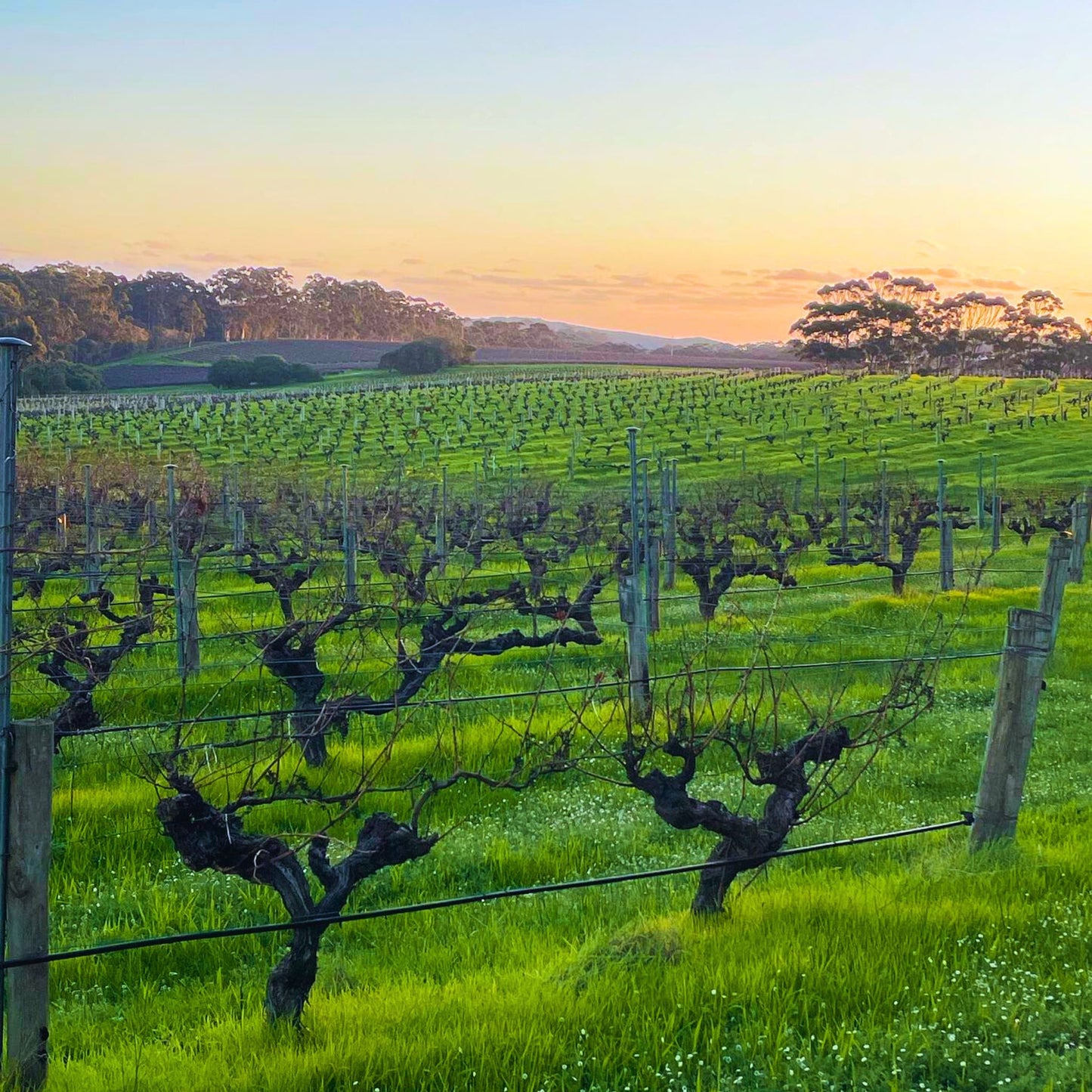 Leeuwin Art Series Cabernet Sauvignon 2021