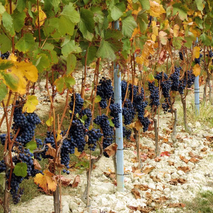 Pasquale Pelissero Anna Barbera D'Alba 2021