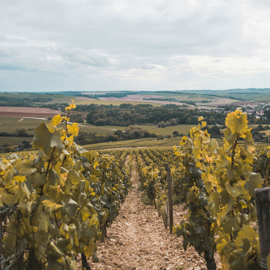 Domaine Jean Dauvissat Chablis 1er Cru Côtes de Léchet 2021