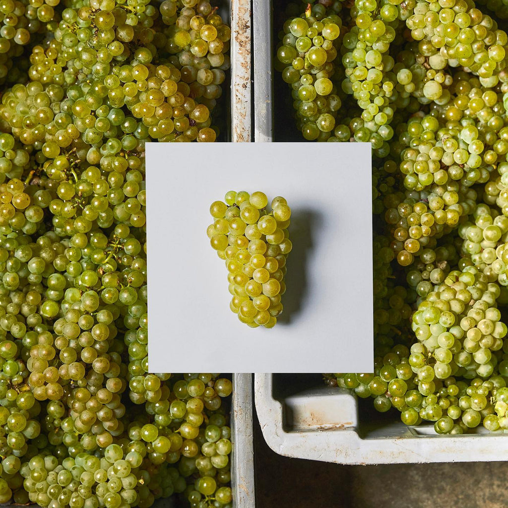 Domaine William Fevre Chablis Grand Cru Valmur 2022